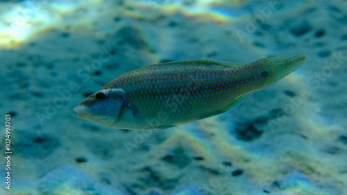 East Atlantic peacock wrasse (Symphodus tinca) undersea, Aegean Sea, Greece, Halkidiki, Pirgos beach