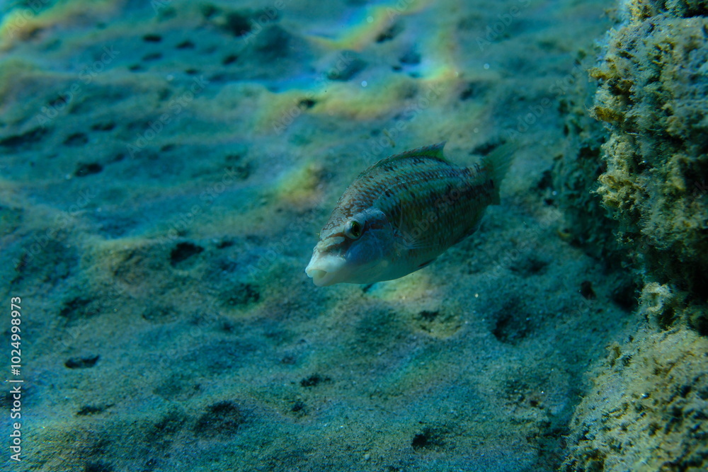 Obraz premium East Atlantic peacock wrasse (Symphodus tinca) undersea, Aegean Sea, Greece, Halkidiki, Pirgos beach