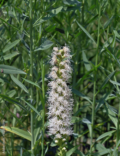 dense blazing star  resp.Liatris spicata 