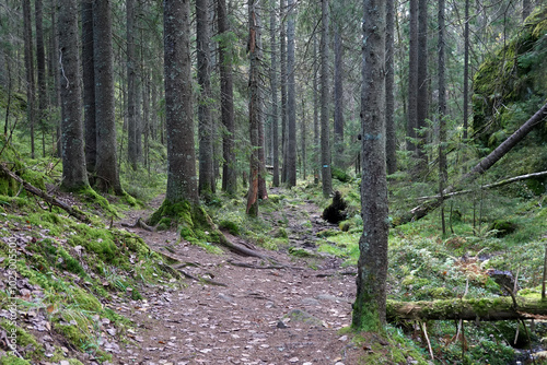 Photography Forest