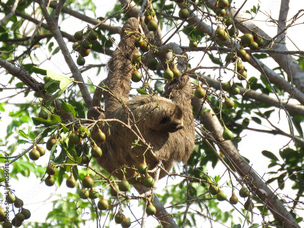 Obraz premium Brown-throated Three-toed Sloth (Bradypus variegatus) in Santarém, North of Brazilian Amazon.