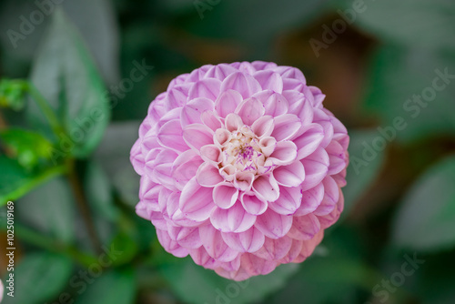 Photo of dahlia flowers in the garden