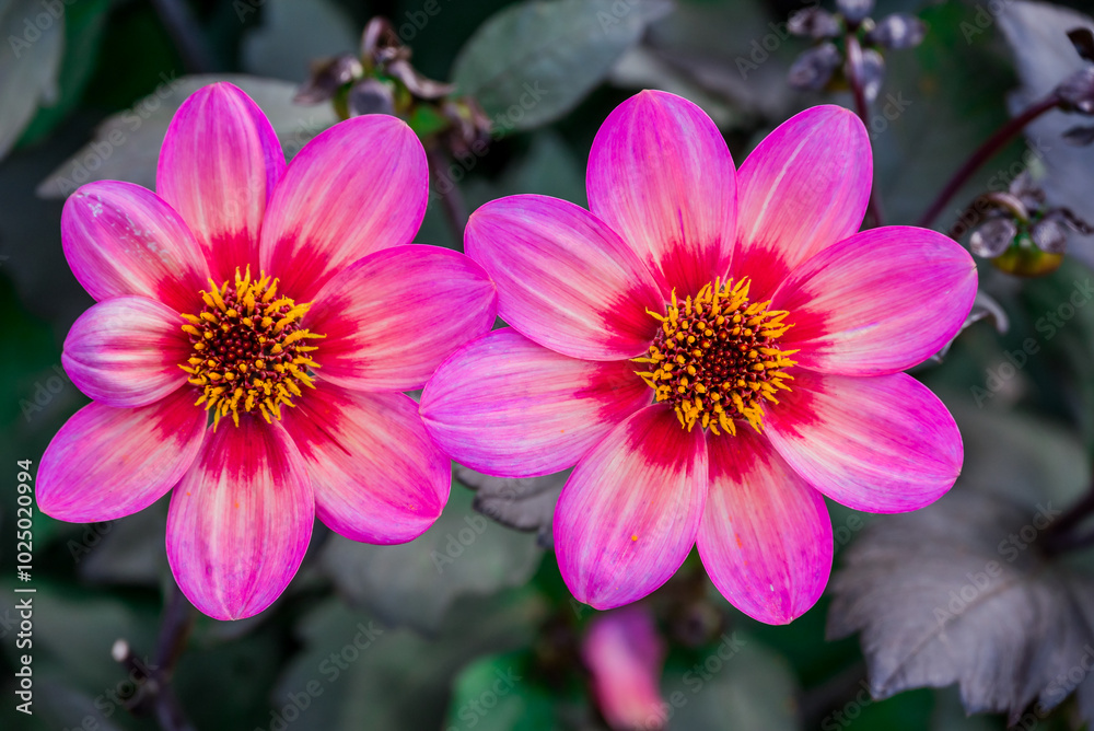 Photo of dahlia flowers in the garden Photo of dahlia flowers in the garden