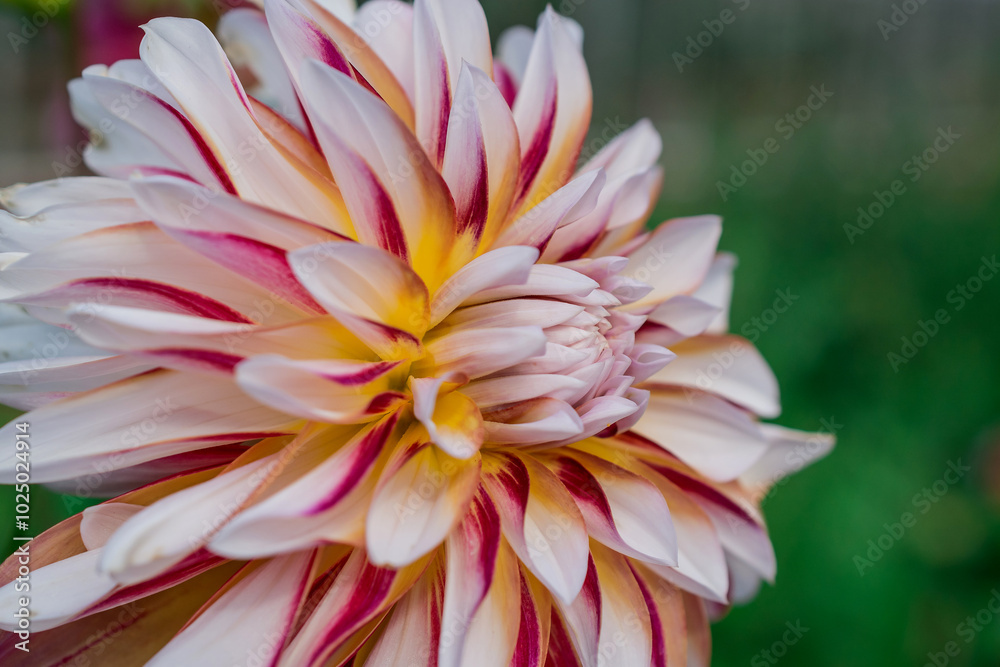 Photo of dahlia flowers in the garden Photo of dahlia flowers in the garden
