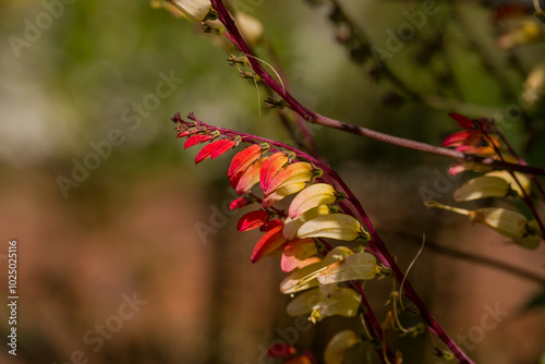 Photo of autumn flowers on natural background