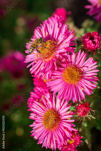 Photo of dahlia flowers in the garden