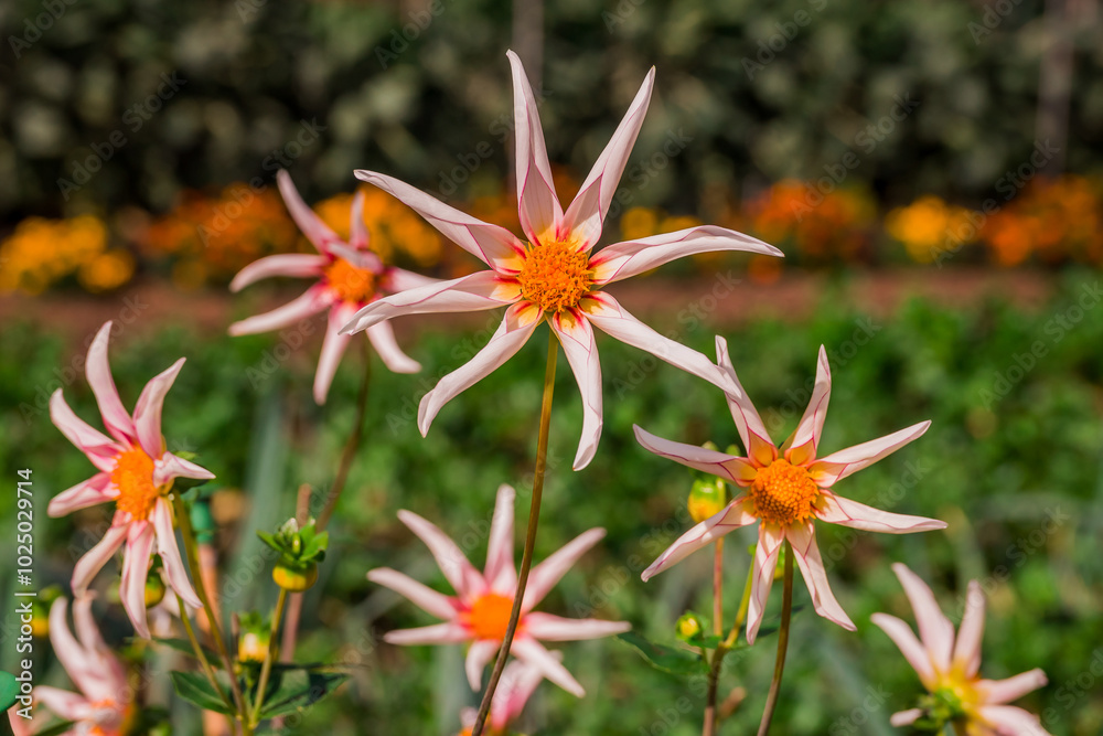 Obraz premium Photo of dahlia flowers in the garden
