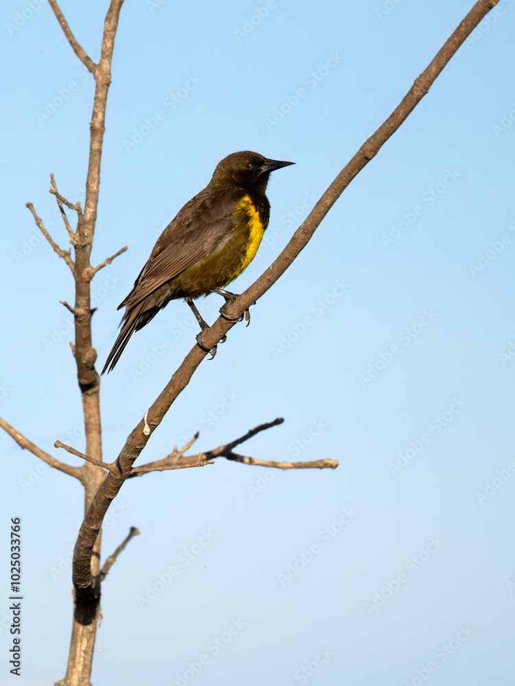 Fototapeta premium Brown-and-yellow Marshbird on tree branch against blue sky