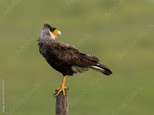 Crested Caracara closeup portrait on fence post against green background photo