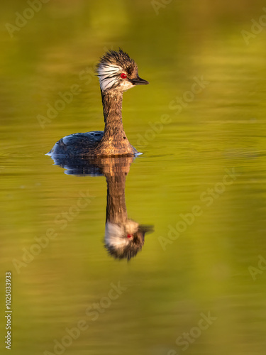 White-tufted Grebe with reflection swimming in green orange water photo