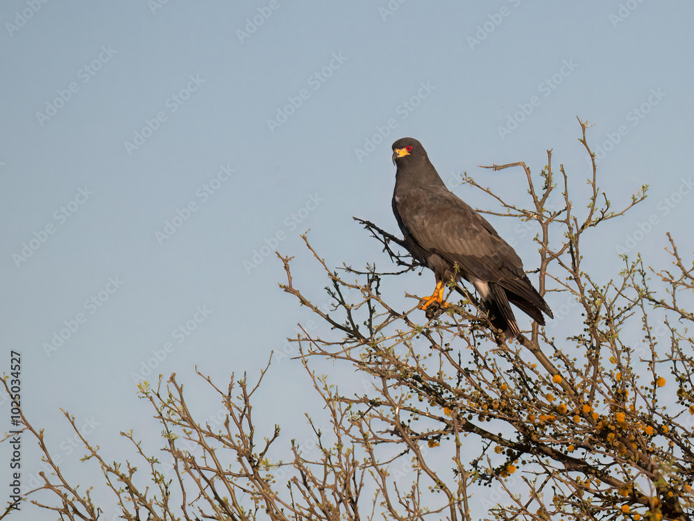 Snail Kite on tree branch against blue sky Snail Kite on tree branch against blue sky