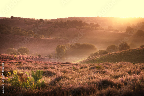 Sunset colors by the Posbank National park Veluwe, purple pink heather in bloom, the Posbank Rheden, Netherlands