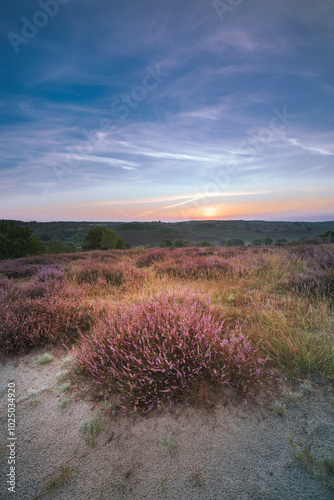 Purple pink heather in bloom with dew and beautiful sunset colors at the National park 'Veluwezoom', photo