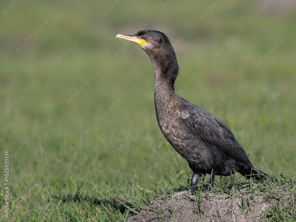 Neotropic Cormorant standing on the field, portrait