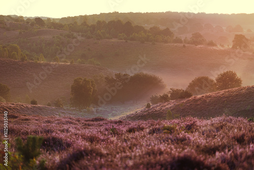 Beautiful sunrise with dew at the landscape and flowering heather in summer, Netherlands photo