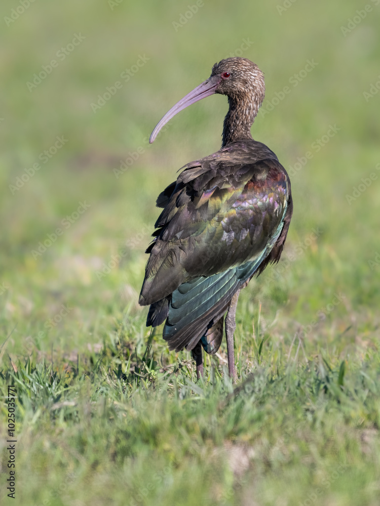 White-faced Ibis foraging on the field with green grass White-faced Ibis foraging on the field with green grass