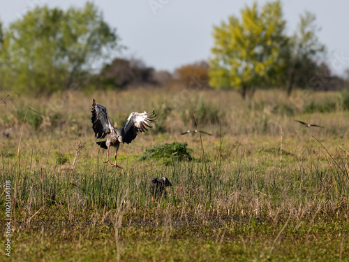 Southern Screamer inflight landing on the field photo