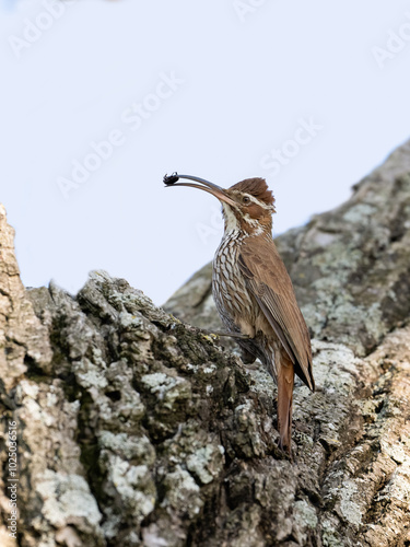 Scimitar-billed Woodcreeper holding a bug and standing on tree trunk photo