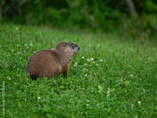 Groundhog on green grass, portrait