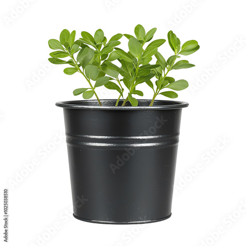 A green plant in a black pot, ideal for indoor decoration and adding a touch of nature to any space. isolated background