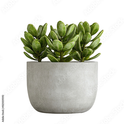 A stylish concrete pot featuring vibrant green succulent plants, perfect for adding a modern touch to any space. isolated background