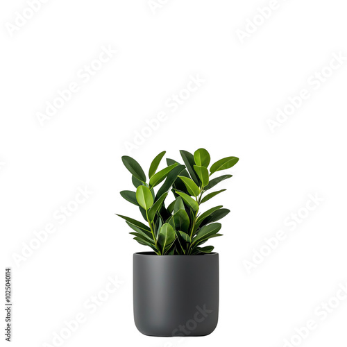 A vibrant green plant in a modern black pot, perfect for adding a touch of nature to indoor spaces. isolated background