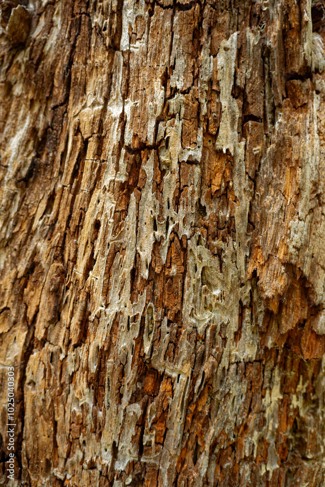 Obraz premium Tree bark background closeup