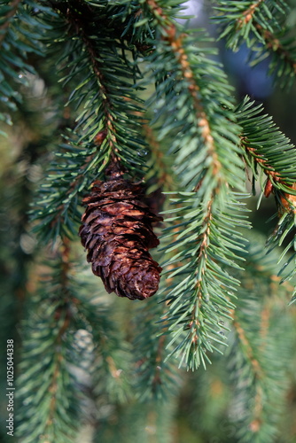 coniferous tree branch with pine cone close-up