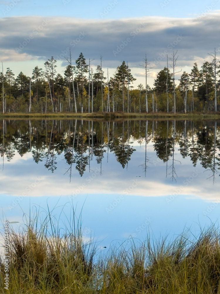 Obraz premium Cena tirelis is the second largest bog in Latvia