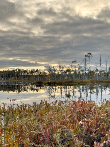 Cena tirelis is the second largest bog in Latvia photo