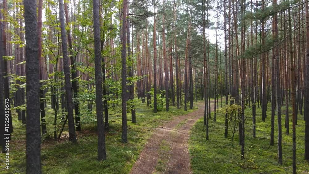 coniferous forest fir pine flyby drone Poland coniferous forest fir pine flyby drone Poland