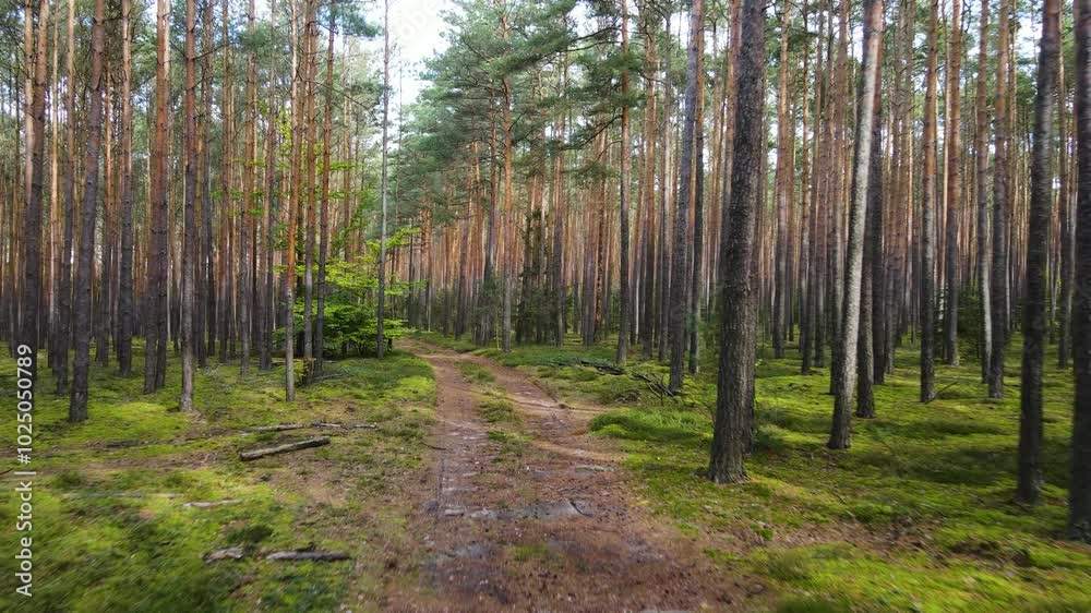 coniferous forest fir pine flyby drone Poland coniferous forest fir pine flyby drone Poland