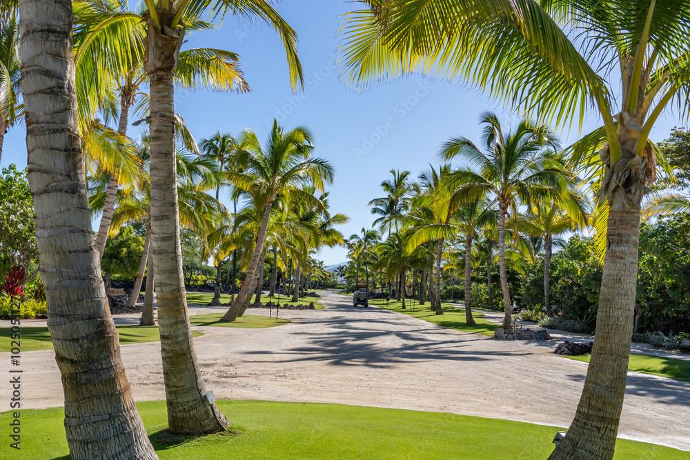 The coconut tree (Cocos nucifera) is a member of the palm tree family (Arecaceae) and the only living species of the genus Cocos. Kona Village, A Rosewood Resort / Kahuwai Bay, Hawaii island