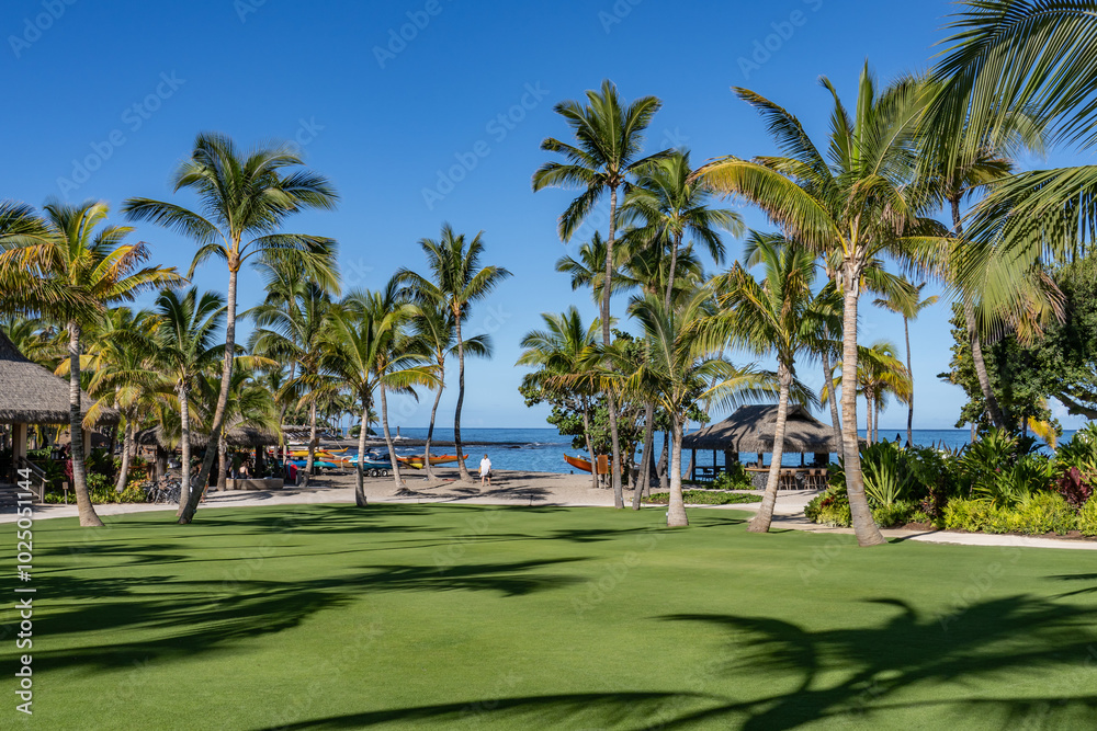 The coconut tree (Cocos nucifera) is a member of the palm tree family (Arecaceae) and the only living species of the genus Cocos. Kona Village, A Rosewood Resort / Kahuwai Bay, Hawaii island The coconut tree (Cocos nucifera) is a member of the palm tree family (Arecaceae) and the only living species of the genus Cocos. Kona Village, A Rosewood Resort / Kahuwai Bay, Hawaii island