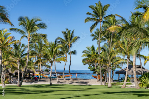 The coconut tree (Cocos nucifera) is a member of the palm tree family (Arecaceae) and the only living species of the genus Cocos. Kona Village, A Rosewood Resort / Kahuwai Bay, Hawaii island