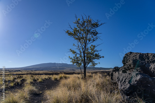 Cenchrus setaceus,crimson fountaingrass, Kalaemano Dr, Hawaii island. Hualālai Shield volcano 3,000-5,000 yr Lava flows . Grevillea robusta,  southern silky oak, silk oak or silky oak, silver oak  photo