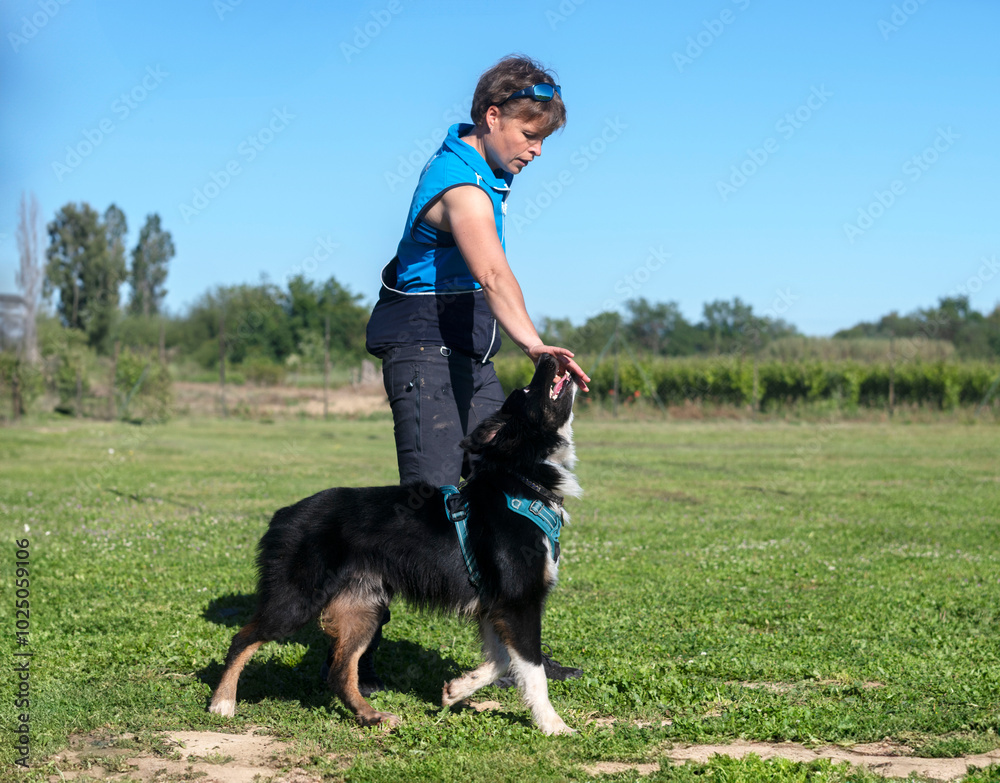 obedience training for border collie obedience training for border collie