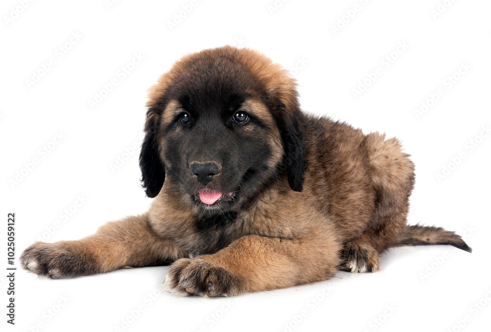 puppy Leonberger in studio puppy Leonberger in studio