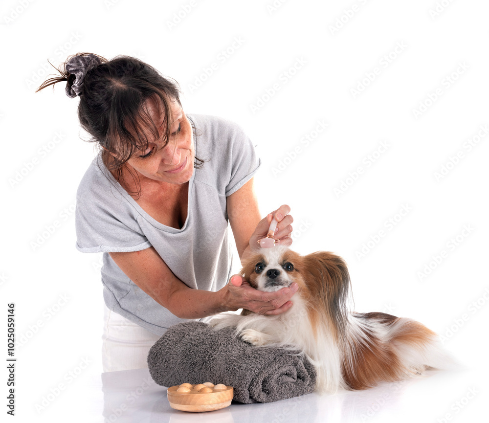 papillon dog in studio