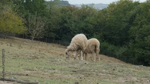 Sheep are grazing at the edge of the forest