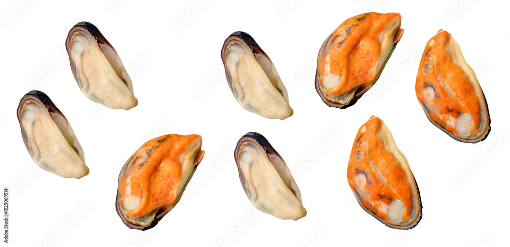 Top view set of cooked or steamed mussels meat isolated on white background with clipping path Top view set of cooked or steamed mussels meat isolated on white background with clipping path