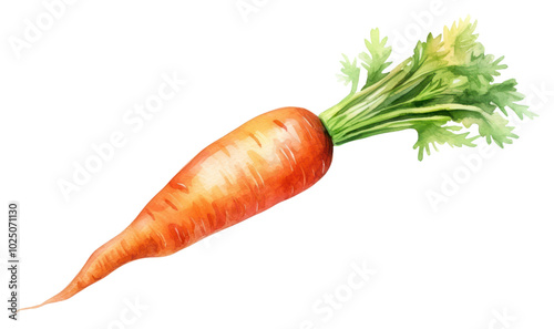 PNG Watercolor carrot vegetable plant food.