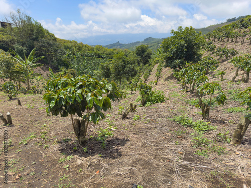 Coffee Plantation Landscape in Colombia photo