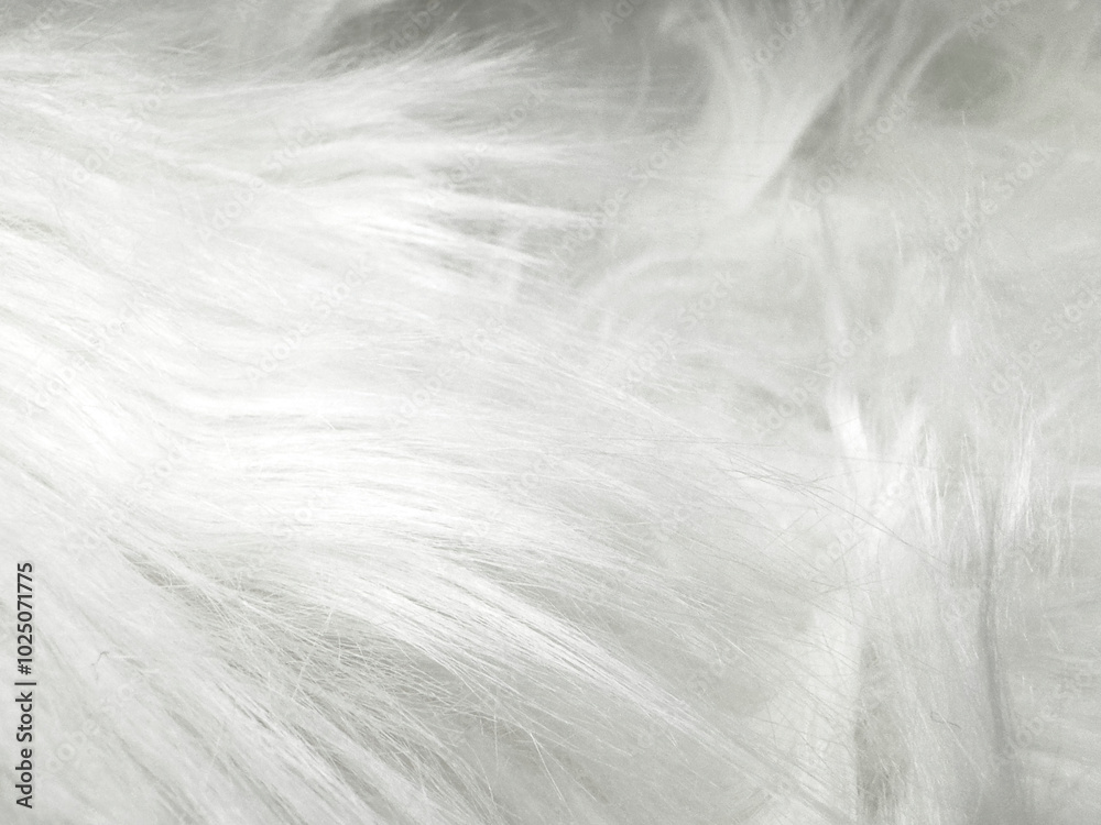 Soft White Fur Texture Background Soft White Fur Texture Background