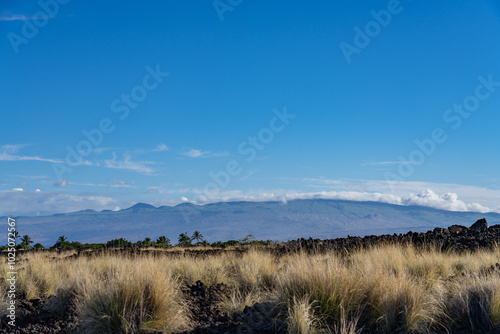 3,000-5,000 yr Lava flows, Hualalai Volcanics, Kaupulehu Rd, Kona, Hawaii island. Cenchrus setaceus,crimson fountaingrass, In the distance Kohala is a old Shield volcano