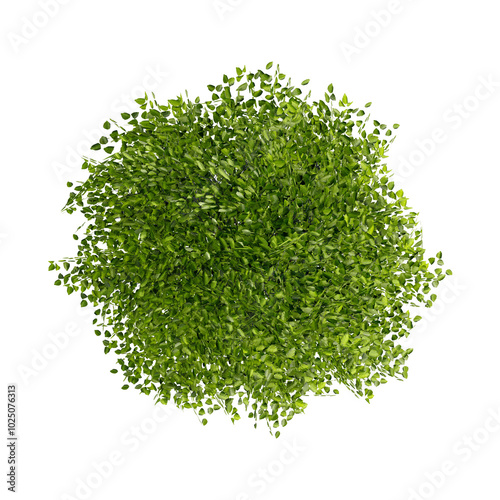 tree top view plant landscape architecture nature garden aerial render.