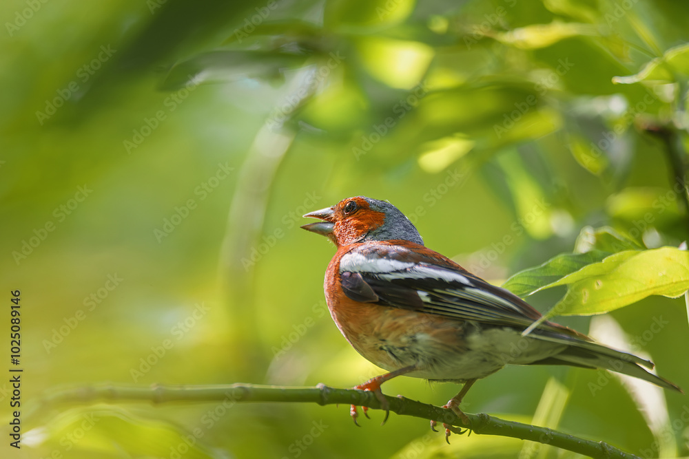 Obraz premium Wild bird, Common Chaffinch Fringílla coélebs