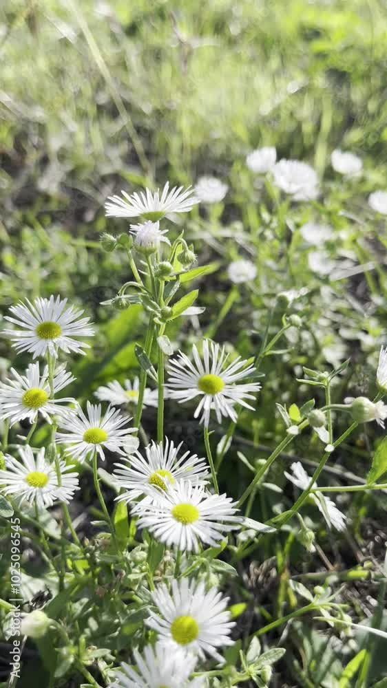 white daisies in a field