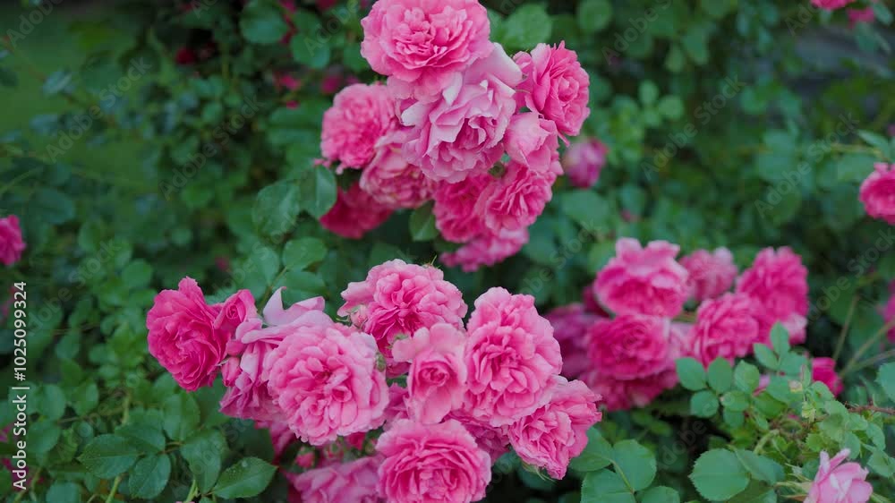 Beautiful pink roses on a background of green leaves. In this enchanting video, you'll be captivated by the mesmerizing beauty of delicate pink roses in full bloom. Beautiful pink roses on a background of green leaves. In this enchanting video, you'll be captivated by the mesmerizing beauty of delicate pink roses in full bloom.