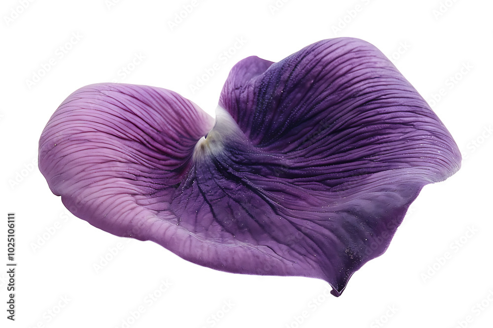 purple flower petal isolated on transparent background purple flower petal isolated on transparent background